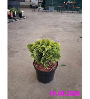 Thuja occ. 'Mirjam'® C 2,5 L